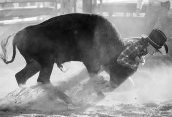 photo of man wrestling steer
