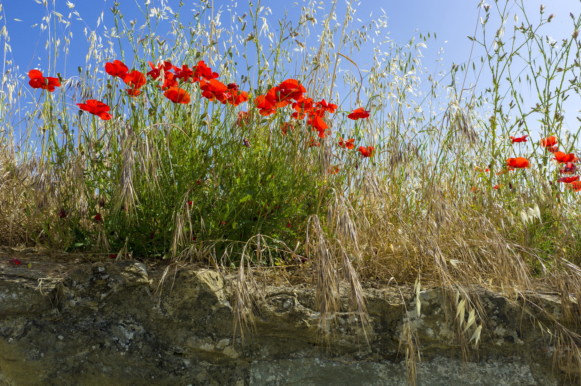 poppies on wall