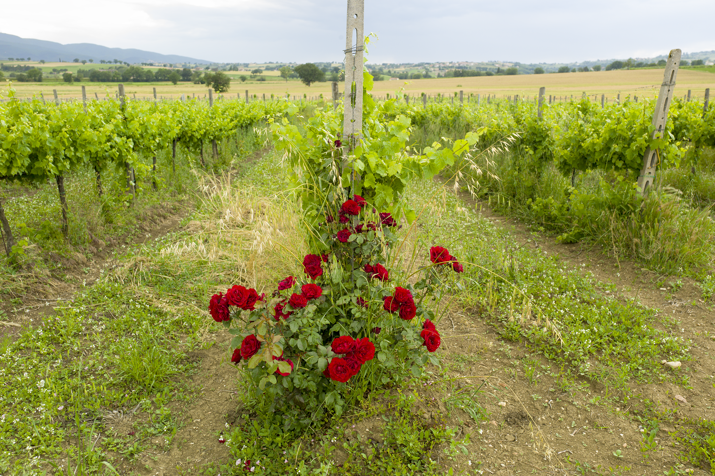 roses between grape vines