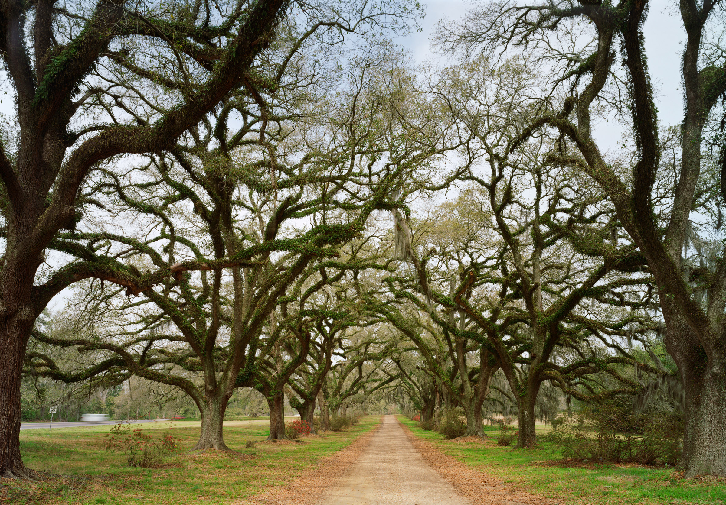 St. Francisville Louisiana landscape