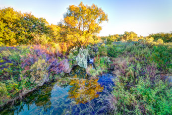 image of creek and tree in fall